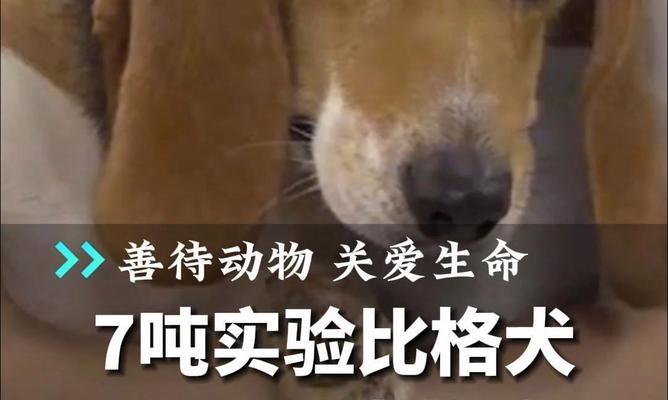 比格犬的饲养方法（健康、幸福、快乐生活的窍门）