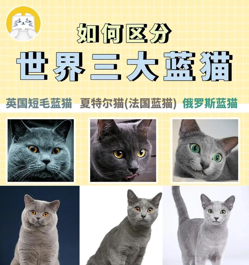 如何科学饲养俄罗斯蓝猫（了解俄罗斯蓝猫的特点与需求，让你的爱猫健康快乐）