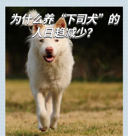 下司犬的饲养全攻略（了解下司犬的喜好习性，做个好狗主人）