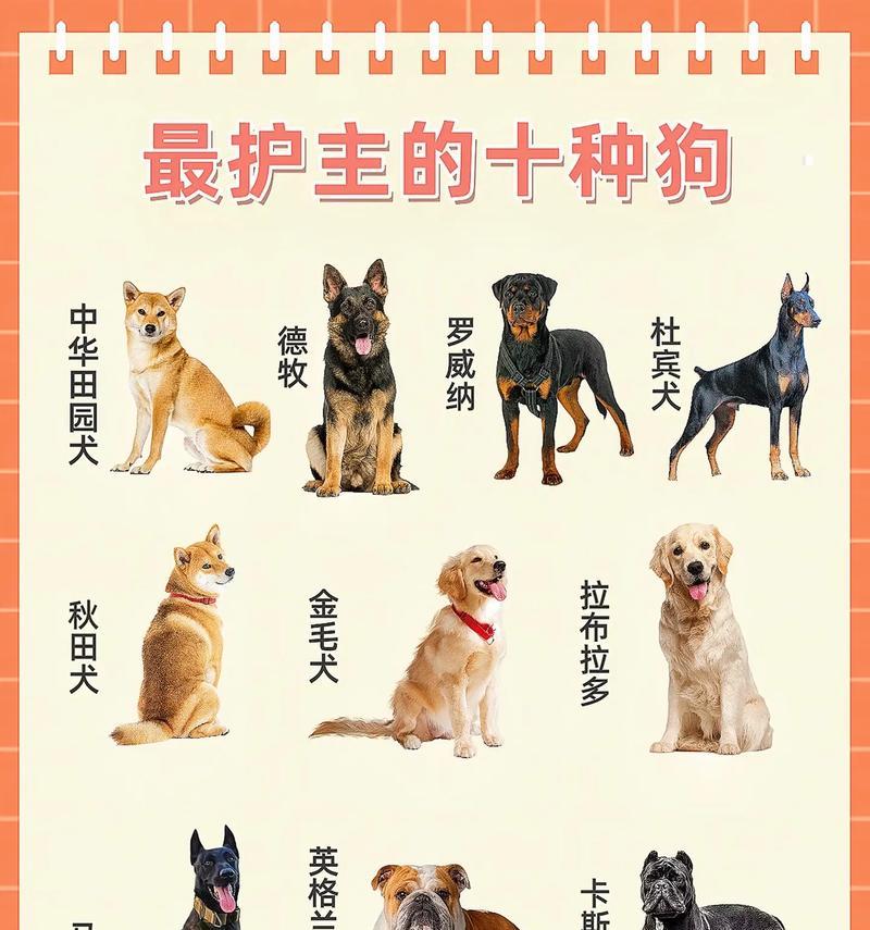 圣伯纳犬饲养指南（了解圣伯纳犬，让它们成为您家庭的完美宠物）