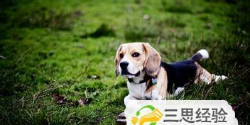 比格犬饲养全攻略（了解比格犬，让你的宠物生活更美好）