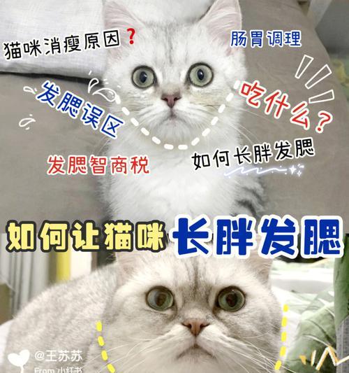 养护俄罗斯蓝猫，让它成为你的贴心伙伴（从日常护理到饮食安排，全方位养护俄罗斯蓝猫）