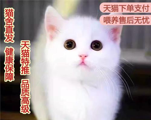 狸花猫的饲养方法（了解狸花猫的特性，提供细致关爱）