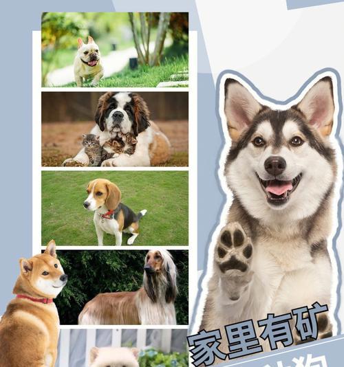 比格犬的饲养方法（全面介绍比格犬的喂养、运动和训练）