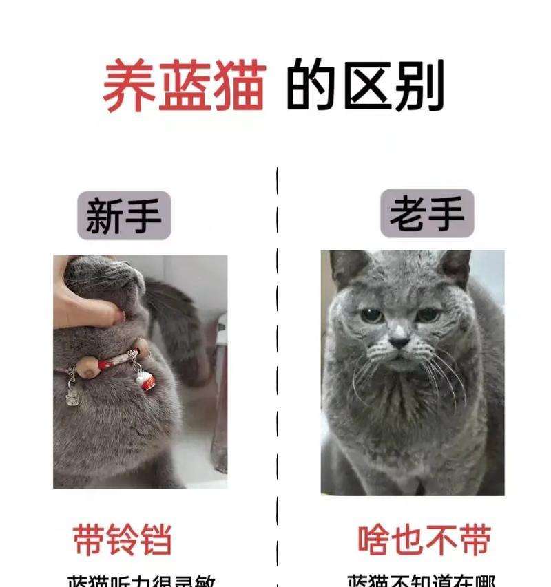 打造幸福家庭，养一只俄罗斯蓝猫（俄罗斯蓝猫饲养全攻略，让你的宠物健康快乐成长）