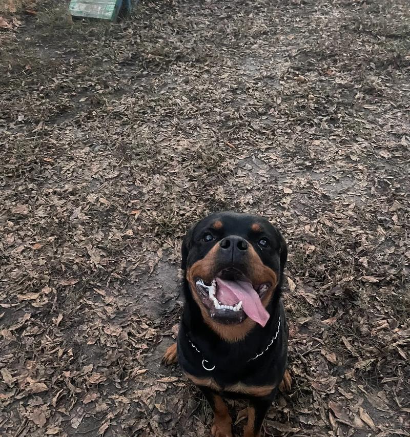 罗威纳犬的饲养指南（如何让你的罗威纳犬成为快乐健康的家庭宠物）