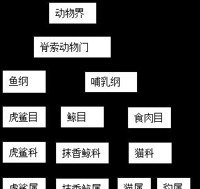 长耳跳鼠的饲养指南（如何打造一个健康快乐的长耳跳鼠家庭）