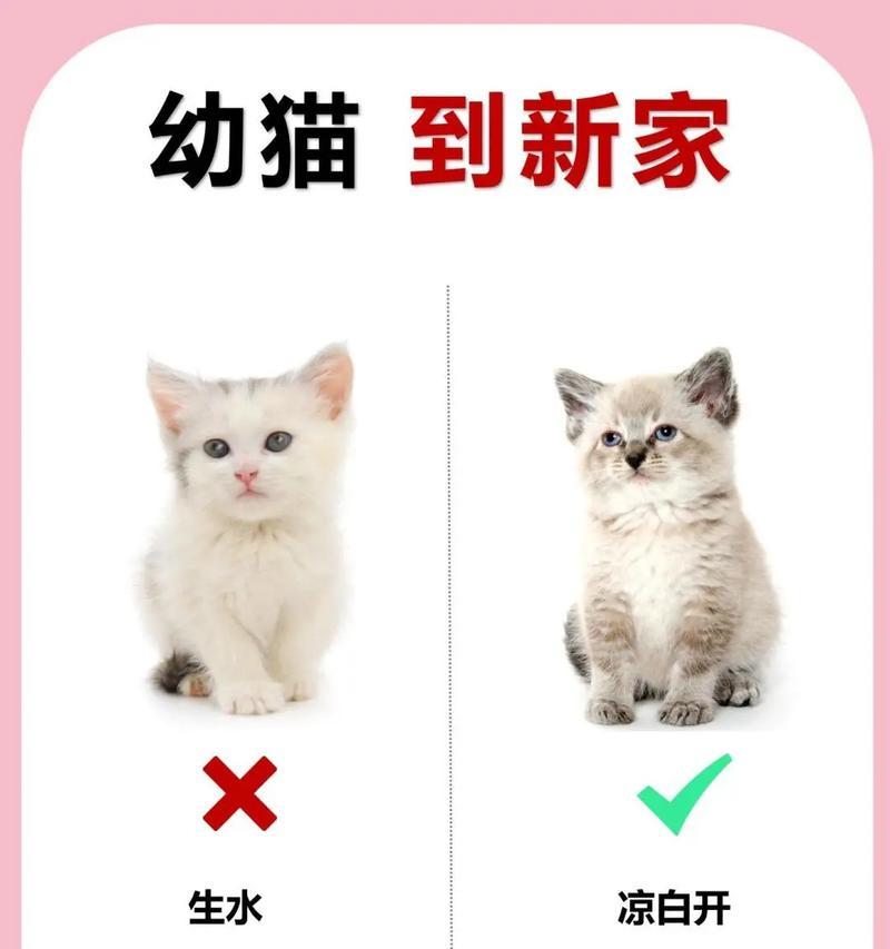 波斯猫饲养全攻略（如何打造舒适幸福的波斯猫生活环境）