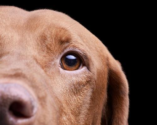 马扎尔犬的饲养指南（了解马扎尔犬特点，科学养护成为好主人）