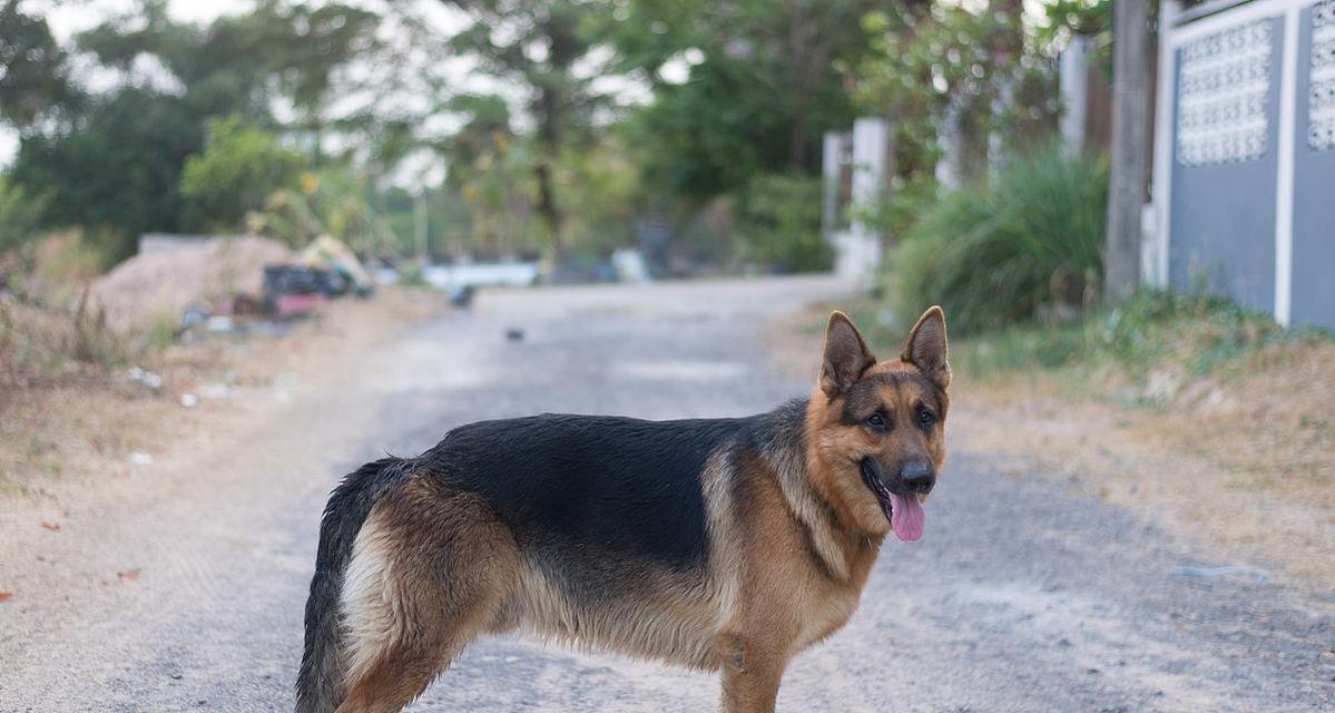 田野小猎犬的饲养方法（以宠物为主，让你的田野小猎犬健康成长）