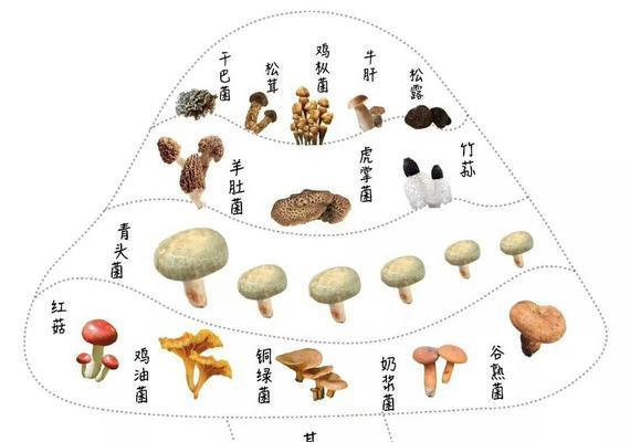 英国银兔的饲养指南（一份详细的兔子养殖手册）