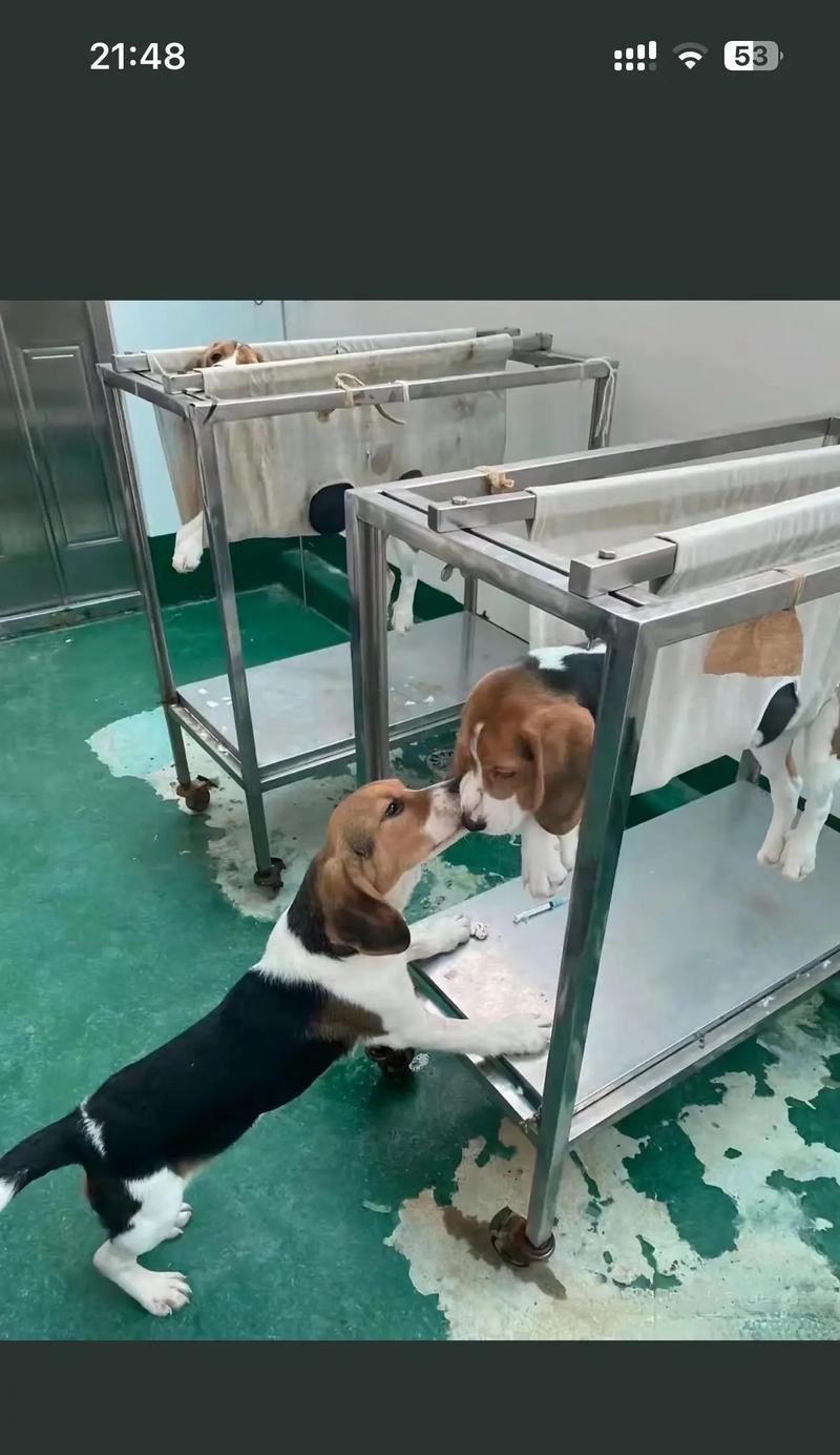 比格犬的饲养方法（了解比格犬的特点，打造健康快乐的生活）