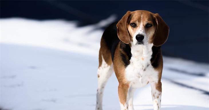 如何科学饲养川东猎犬——让你的宠物健康快乐成长（从选购到饲养，全方位指南带你了解川东猎犬）