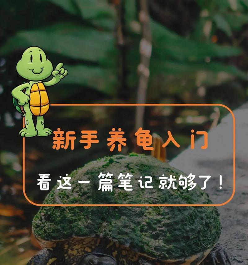 缅甸陆龟的饲养方法（建立适宜缅甸陆龟生存的家园）