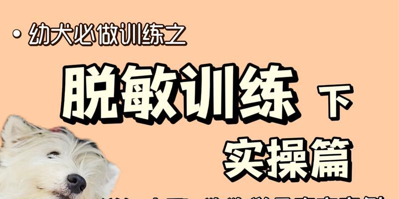 可蒙犬训练技巧详解（打造听从指令的宠物伙伴）