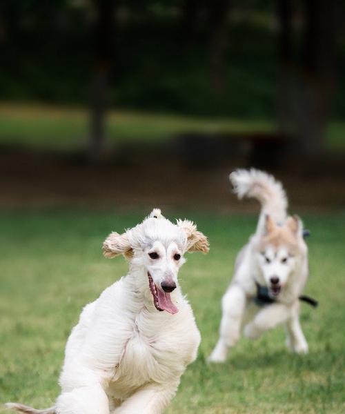 如何科学饲养阿富汗猎犬？（探讨阿富汗猎犬的饲养、训练、健康和美容）