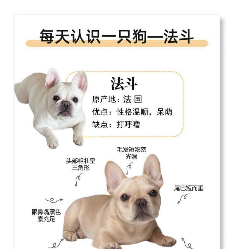 斗牛犬的健康喂养（如何让你的宠物斗牛犬健康成长？）