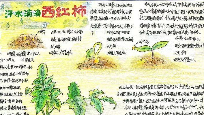 银曼龙的饲养全攻略（了解银曼龙，打造幸福家园）