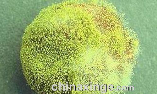 以赛鸽资讯——常见五大鸽病防治（掌握预防与治疗，保护赛鸽健康）