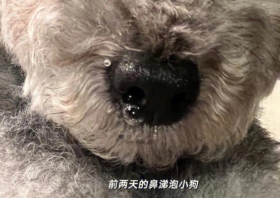 狗狗流鼻涕打喷嚏，需要去看医生吗？（狗狗呼吸道感染的症状和治疗方法）