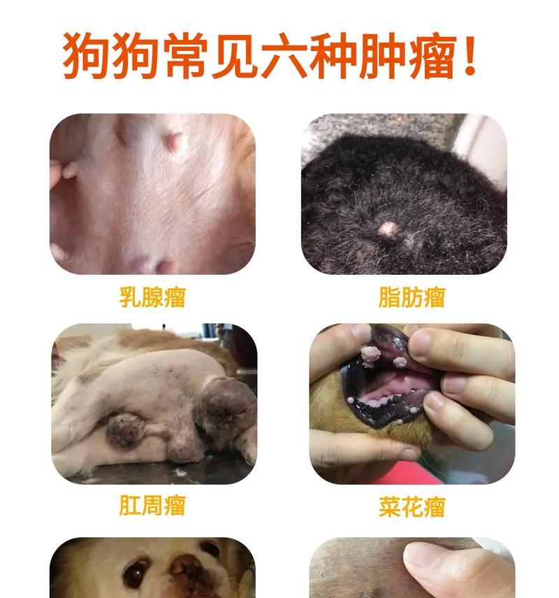 狗狗眼角长“肉球”需要手术治疗（常见病原因、手术效果及注意事项）