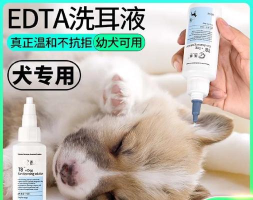 狗狗中耳炎的症状、原因和护理治疗方法（了解狗狗中耳炎的常见症状及预防措施）