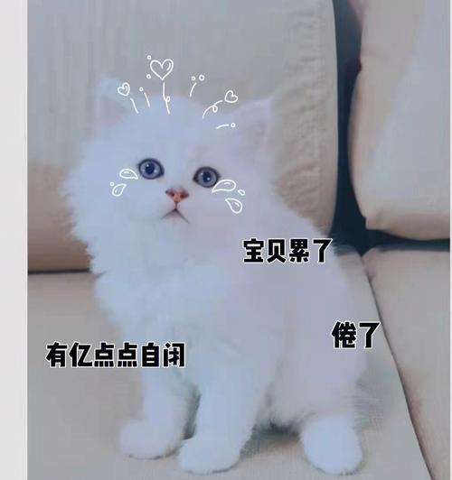 宠物猫带来的怪味？挥之不去的烦恼！（去除家中怪味的神奇方法，让你重拾宜居的环境）