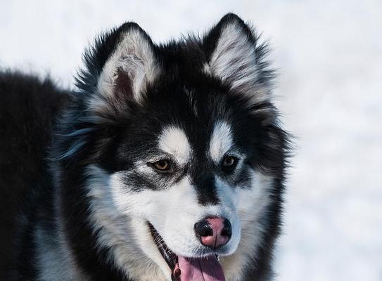 阿拉斯加犬感冒症状及治愈时间