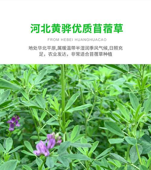 苜蓿草干草对幼兔的重要性（为什么幼兔需要苜蓿草干草？）