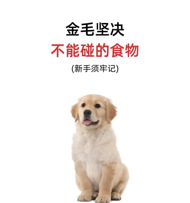 金毛幼犬的健康成长之路（探索金毛幼犬不同阶段的饮食需求和适宜食物）