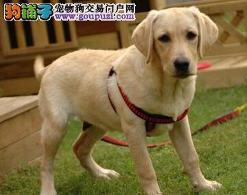 《饲养世界名犬——拉布拉多犬全攻略》（了解拉布拉多犬的特点、培养健康成长的要点和犬主技巧）