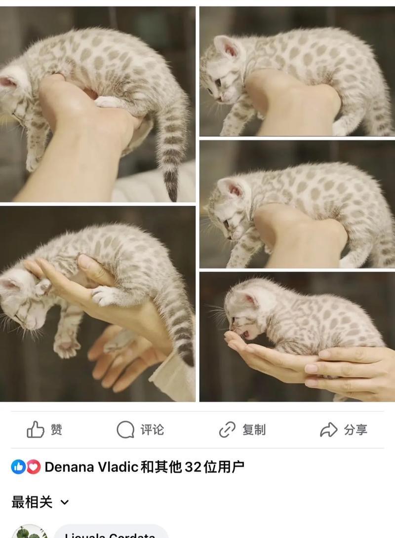 孟加拉豹猫的饲养和护理指南（如何给孟加拉豹猫提供健康快乐的生活环境）