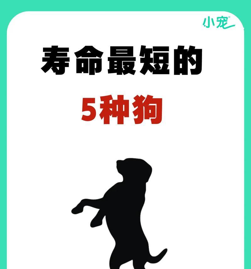 世界各地不同种类狗的体型及特点（探索不同种类狗的体型和外貌特征，了解它们的独特之处）