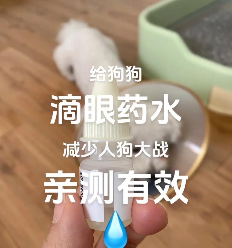 狗狗的热情奔放和粘人行为背后的孤独之源（狗狗需要主人的陪伴和关爱，才能摆脱孤独感）