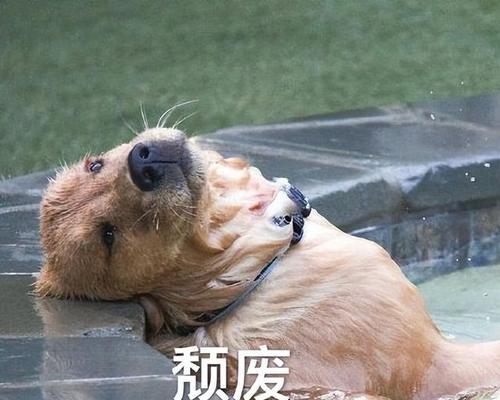 狗命堪忧（保护宠物犬的关键）