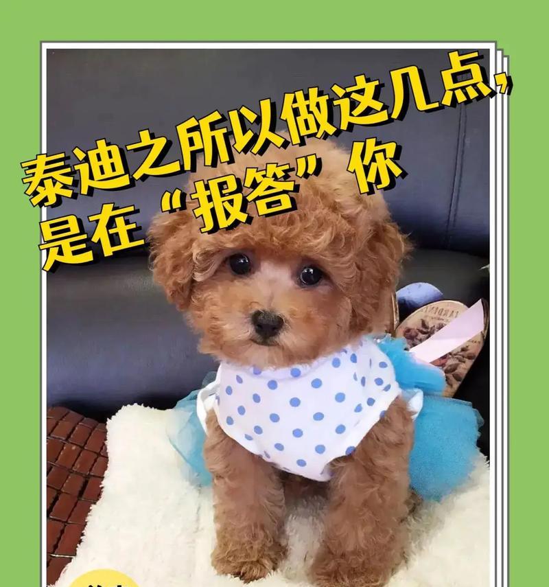 泰迪犬一直在发抖的7大原因（揭秘泰迪犬发抖的原因与解决方法，让你的宠物健康快乐）