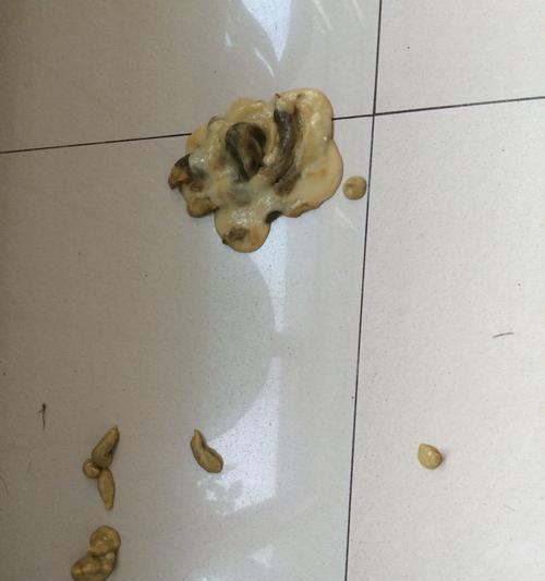 家中幼犬呕吐怎么办？（原因分析与预防措施，解决宠物呕吐问题）