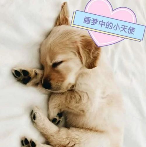 幼犬4-5月的喂养指南（健康成长的关键是科学喂养与细心照料）