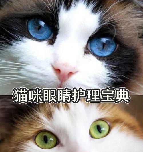 猫咪眼屎清除指南（三个关键步骤帮助您的爱猫摆脱眼屎困扰）