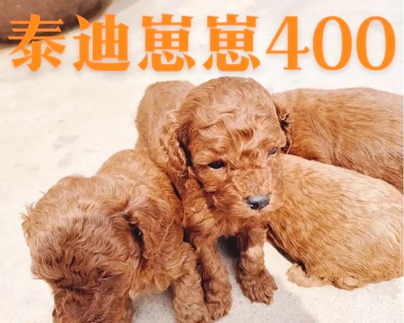 纯种泰迪的特征及魅力（探寻泰迪犬的独特品质与魅力）