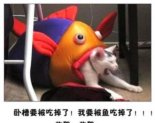 探秘猫言猫语（猫咪之间的沟通秘籍，解锁你和爱宠的更深层次交流）