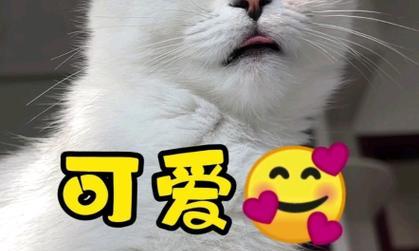 猫咪为什么像狗狗一样吐舌头？（探秘猫咪吐舌头的原因及注意事项）