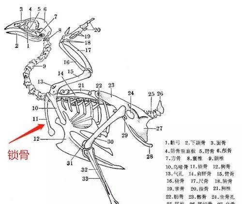 狗狗吃骨头的安全指南（推荐的六种安全骨头及注意事项）