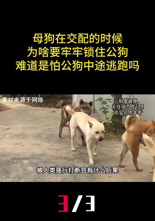 狗狗的配种方式与绝育选择（了解不同的狗狗配种方式及对绝育的考虑）