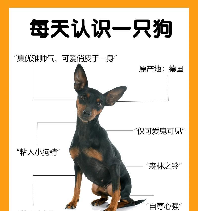 养小鹿犬，少走弯路，注意这5点！（照顾小鹿犬的关键事项，让你成为合格的鹿迷！）