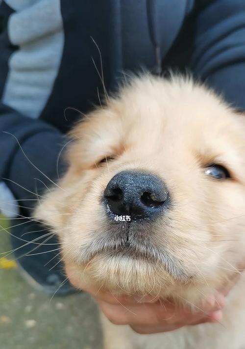 2个月幼犬感冒的症状及处理方法（幼犬感冒症状分析与预防关键）