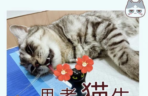 为什么要给猫咪绝育？（探讨猫咪绝育的好处和必要性）