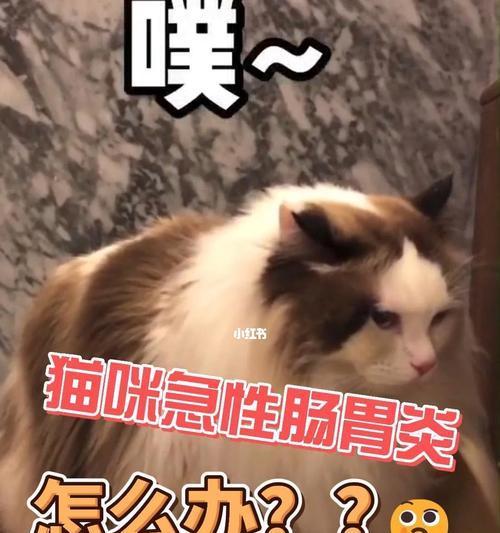 猫咪肠胃炎的治疗方法（了解猫咪肠胃炎的症状及治疗药物）