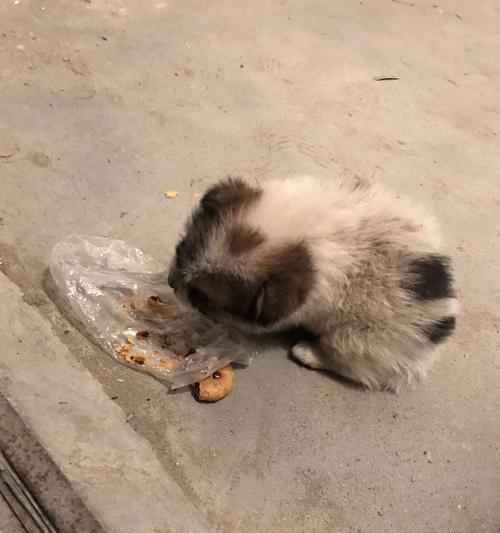 怎样正确养护一只捡到的小狗（养护小狗的注意事项与建议）