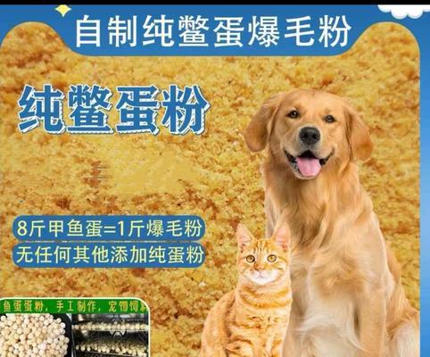 泰迪犬毛色变浅？美毛秘诀在饮食中！（探秘泰迪犬毛色变浅的原因及如何通过食物改善）